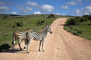 Zebry (Jihoafrická republika)