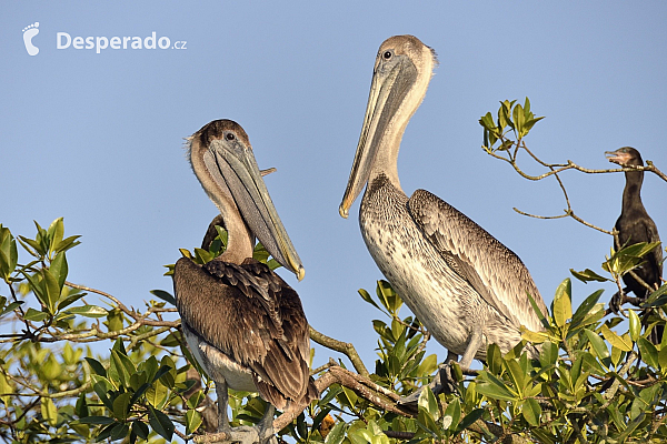 Pelikáni na Rio Dulce (Guatemala)