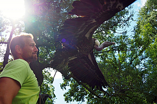 Letové ukázky dravců na zámku Lednice (Česká republika)