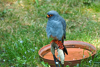 Letové ukázky dravců na zámku Lednice (Česká republika)