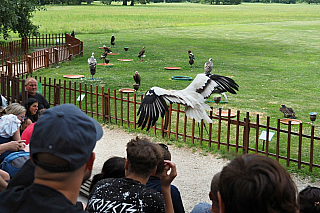Letové ukázky dravců na zámku Lednice (Česká republika)