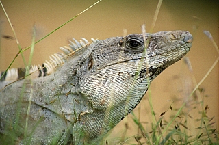 V Uxmal nepotkáte jen turisty, ale i zajímavá zvířátka (Mexiko)