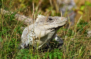 V Uxmal nepotkáte jen turisty, ale i zajímavá zvířátka (Mexiko)