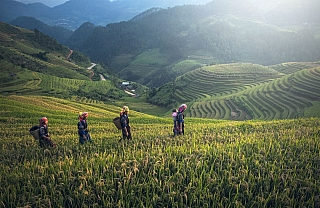 Rýžové pole na Bali (Indonésie)