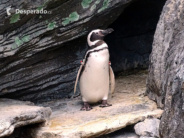 Oceanárium v Lisabonu (Portugalsko)