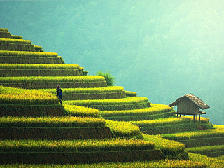 Rýžové pole na ostrově Bali (Indonésie)