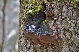 Národní park Lahemaa (Estonsko)