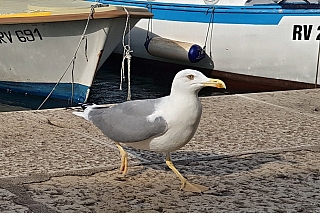Rovinj (Chorvatsko)