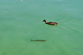 Jezero Wörthersee (Rakousko)