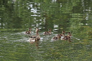 Jezero Wörthersee (Rakousko)