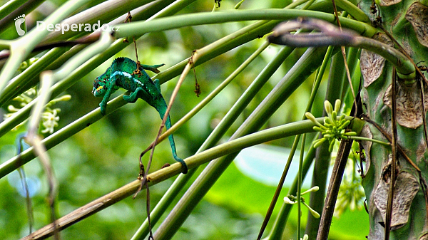 Chameleon na ostrově Réunion
