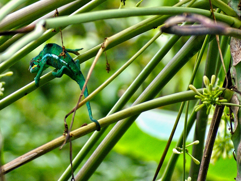 Chameleon na ostrově Réunion