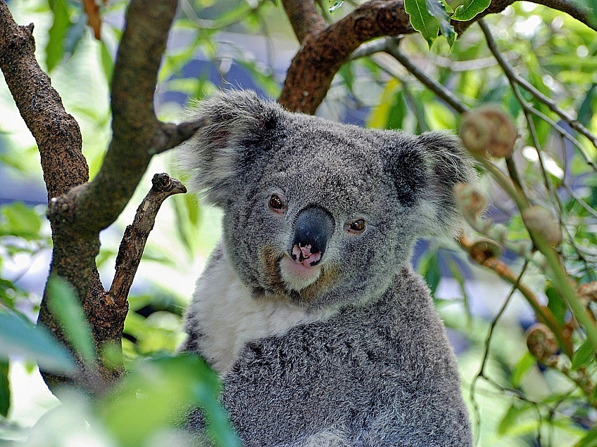 Koala (Austrálie)