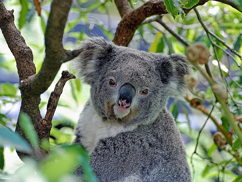 Koala (Austrálie)