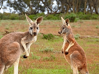 Klokani (Austrálie)