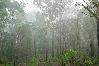 Tropický prales (Austrálie)