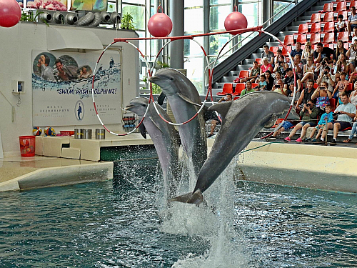 Delfinárium ve Varně (Bulharsko)