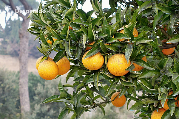 Řím (Itálie)