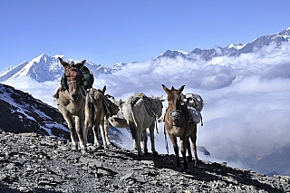 Oslíci nedaleko Annapurny (Nepál)