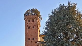 Torre Guinigi v Lucca (Itálie)