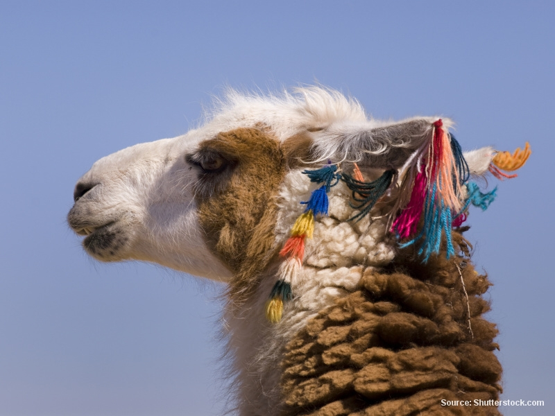 Lama (Chile)