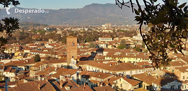 Torre Guinigi v Lucca (Itálie)