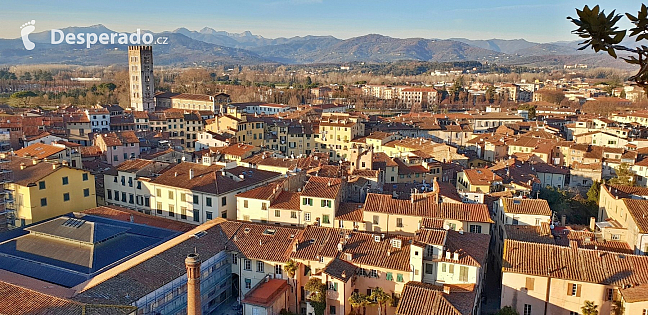 Torre Guinigi v Lucca (Itálie)