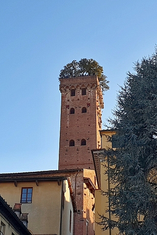 Torre Guinigi v Lucca (Itálie)