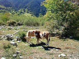 Oblast Svaneti (Gruzie)