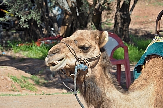 Velbloud před Menara Gardens (Maroko)