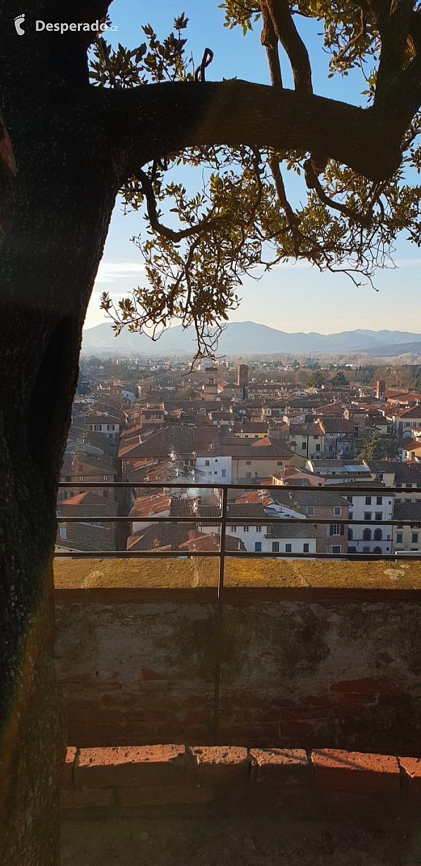 Věž Torre Guinigi v Lucca (Toskánsko - Itálie)