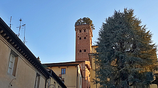 Věž Torre Guinigi v Lucca (Toskánsko - Itálie)