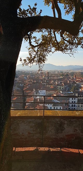 Věž Torre Guinigi v Lucca (Toskánsko - Itálie)