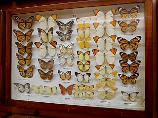 Nitrianska Kalvária (Slovensko)