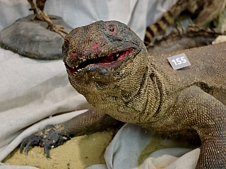 Nitrianska Kalvária (Slovensko)