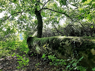 Strom v přírodní rezervaci Rezavka (Česká republika)