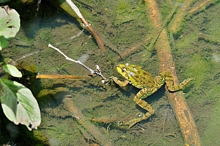 Faaker See (Korutany - Rakousko)