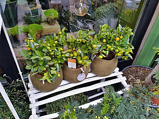 Ženeva (Švýcarsko)