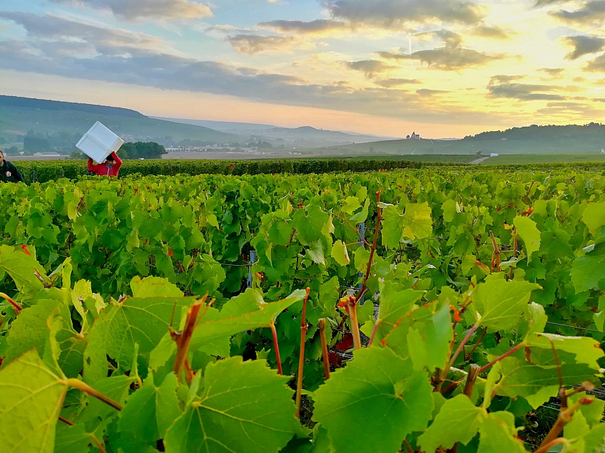 V řádku (Champagne-Ardenne - Francie)
