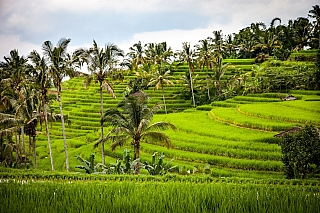Jóga na Bali