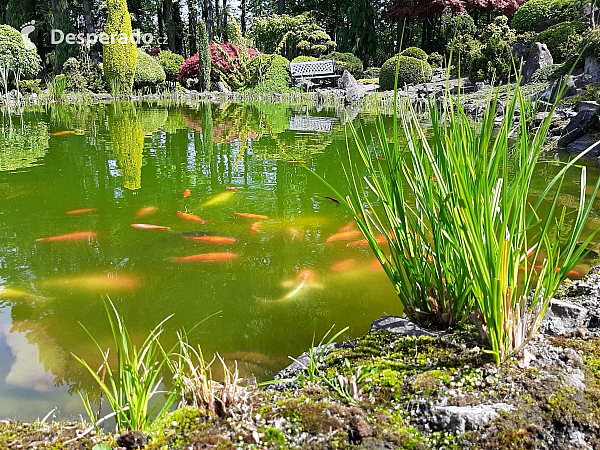 Miniarboretum u Holubů (Staříč - Česká republika)