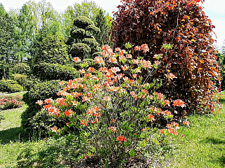 Miniarboretum u Holubů (Staříč - Česká republika)