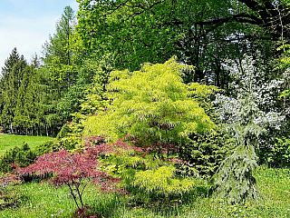 Miniarboretum u Holubů (Staříč - Česká republika)