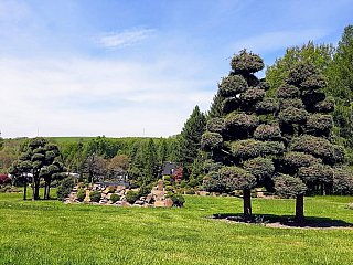 Miniarboretum u Holubů (Staříč - Česká republika)