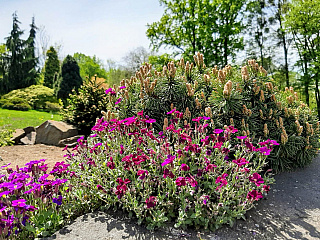 Miniarboretum u Holubů (Staříč - Česká republika)