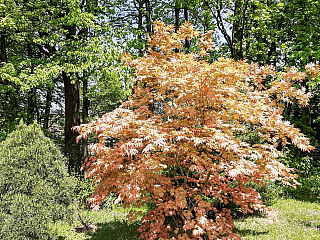 Miniarboretum u Holubů (Staříč - Česká republika)