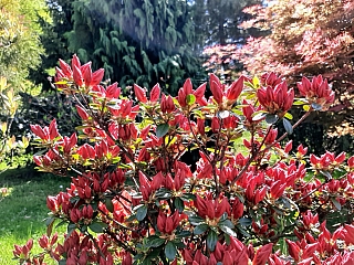 Miniarboretum u Holubů (Staříč - Česká republika)