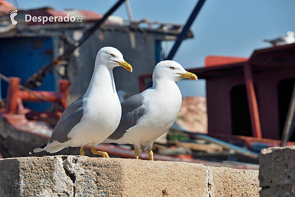 Essaouira (Maroko)