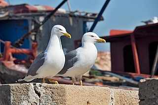 Essaouira (Maroko)