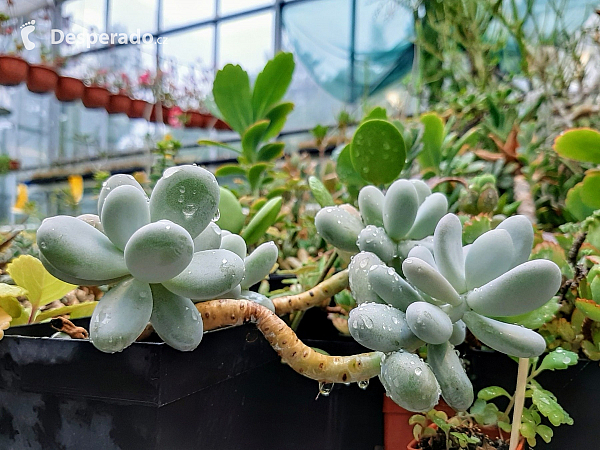 Botanická zahrada Ostravské univerzity (Ostrava - Česká republika)